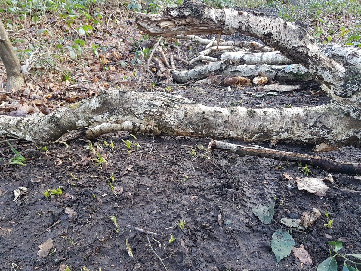 supersophski's tweet photo. Fresh cycle tracks compacting the earth and squashing the emerging #bluebells in #BeckenhamPlacePark today @WoodlandTrust @BiancaJagger @standardnews @EveningStandard #Beckenham #Bromley #SaveBPP https://t.co/WrtIcSHJfx