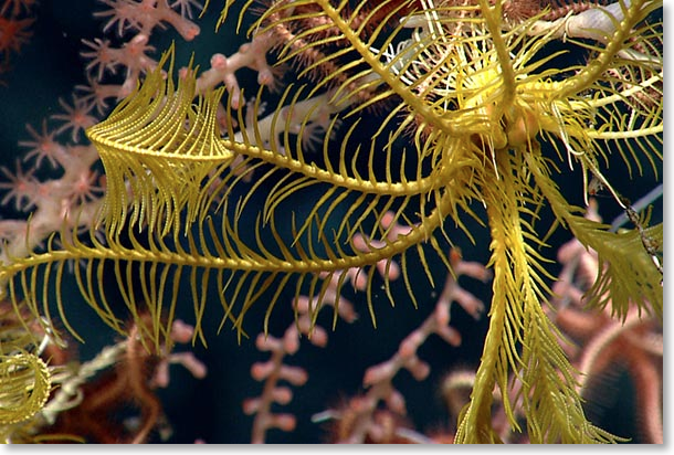 jfelt18's tweet photo. Don't miss out on your opportunity to learn about the Northeast Canyons and Seamounts Marine National Monument with @NEAQ scientist Scott Kraus tonight in Portsmouth. Only a few tickets left! @MusicHall @CLF https://t.co/sk8espsy6O https://t.co/V7Lo7IPFWO