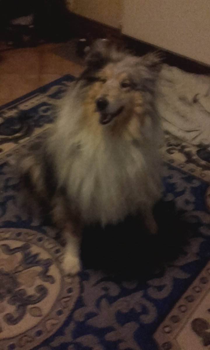Charlotteply's tweet photo. @xSqueeZie je te présente happy c est un colley a poil long. 11 points génie canin ma belle soeur la fait au sien voila 😂😍 bisous https://t.co/W7l5wZXrZc