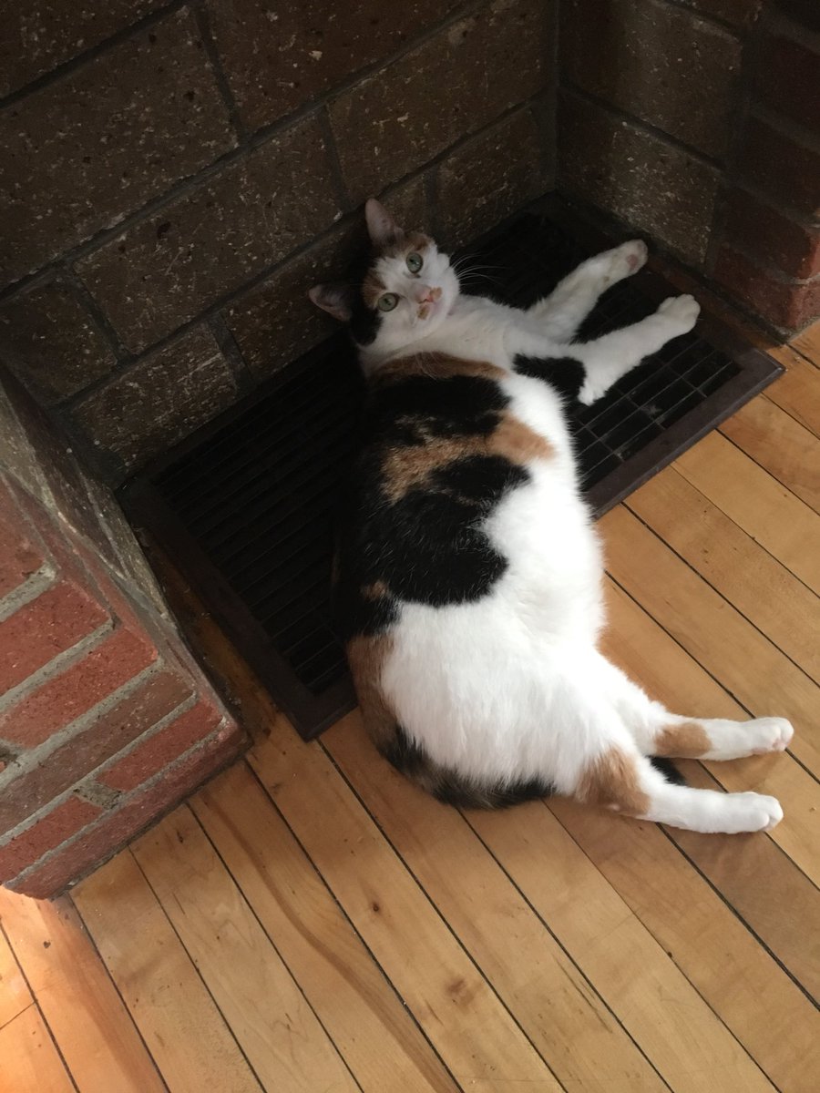 captivatecathy's tweet image. One of us is cold. One of us is not. #cold #catproblem #sickday