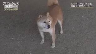 Vc Associate Matsuzo 犬の訓練士 中村信哉 再放送してるプロフェッショナル まめ蔵かわいい