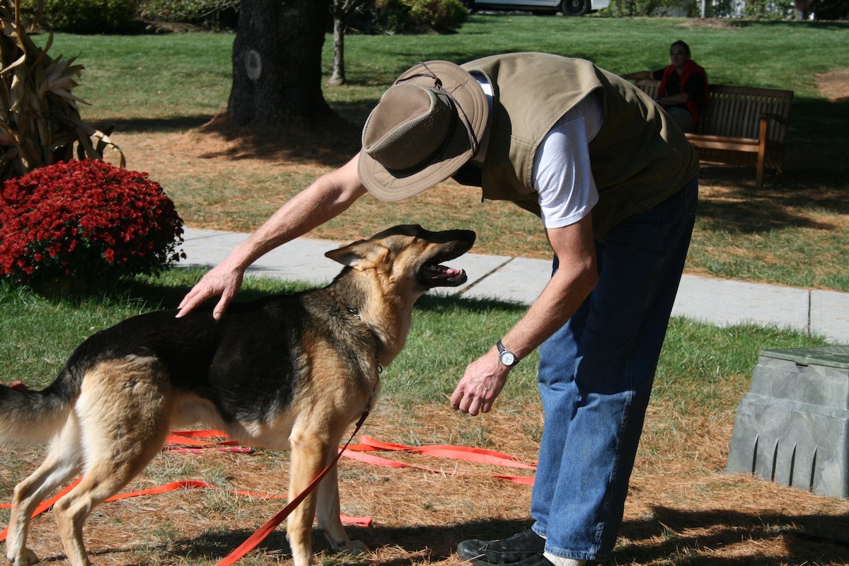 Natural Dog Training tweet media