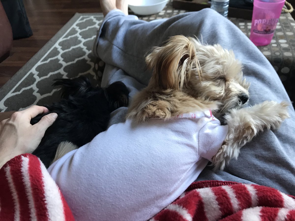NAGYINSPRO's tweet photo. :: Saturday afternoon snuggles :: https://t.co/ziHrQI8i2C