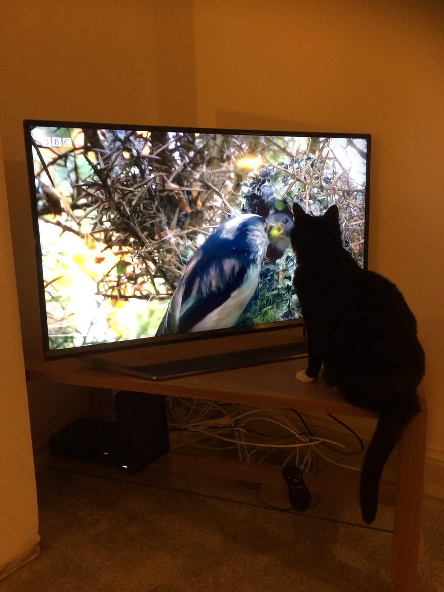 PrincessPaws_1's tweet photo. Bagged the front row seat #CatsRule watching longtailedtits on @ITShughwitting #WildWest @BBCTwo https://t.co/awpYSYE64I