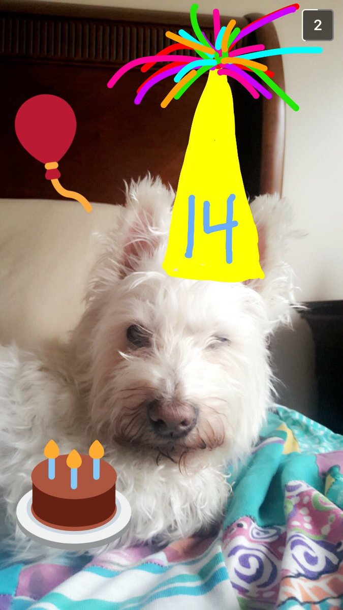 ryleejones4_'s tweet photo. @dog_rates this is my pal cocoa!!! he’s 14 & suffere nerve damage from #FrontlinePlus so now he can barely walk:/ he is kinda blind and deaf, but hey, HE STILL GIVES THE BEST SMOOCHES❤️❤️ #SeniorPupSaturday https://t.co/agxDmkvuU1