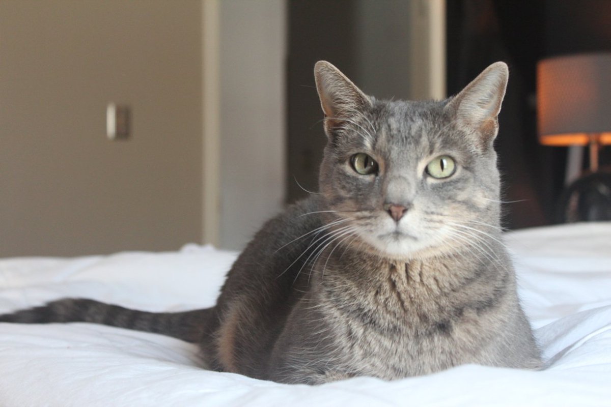 SmartaThanMarta's tweet photo. Day 3 of 365 – Meet my cat Wally. According to @catster, cats can sleep up to 16-20 hours a day, leaving Wally in operation roughly 4-8 hours a day which on average is more reliable than @martaservice. #ItsSmarta #SmartaThanMarta #Atlanta #Disney #purrfect #Meow https://t.co/KraSMDGD9Y