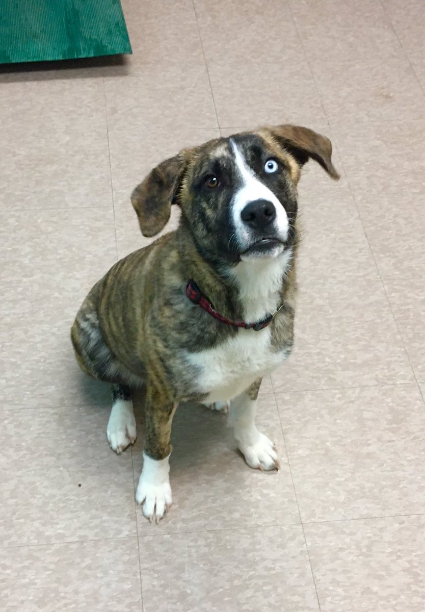 ThompsonHumane's tweet photo. Bambi is a friendly lovable female greyhound cross puppy. She has a beautiful brindle coat and stunning eyes! Patiently waiting for her forever home. 🐾❤️ https://t.co/qYvKfJXJBX