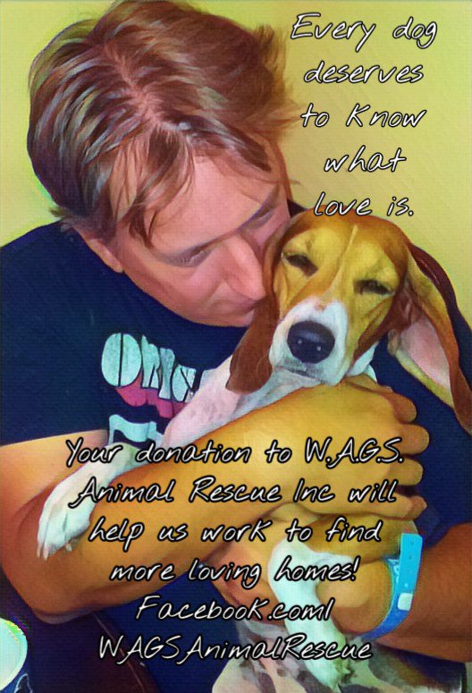WAGSRescueInc's tweet photo. #WhyImnotsorry I put so much money into animal rescue & #donate so much time. Willow was let down too many times by people. But she never will be again! https://t.co/hSUEfFxffD @_Pehicc @lpwAnimals @SLACK959 @beaglefreedom https://t.co/q1qd0tFVwo