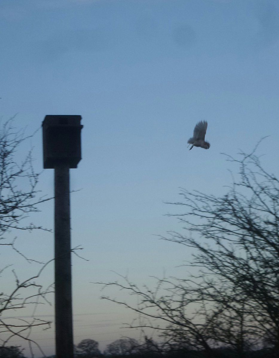 TwoTreesReserve's tweet photo. More trees and now ferns come to Two Trees. 8 huge hollies, 28 scots pine to bring on and plant out and 15 male fern which will be in the woods in Spring and add some excellent ground cover. 
The #BarnOwl is using the nest box as a roost so perhaps she will nest there this year. https://t.co/8var2B9Zis