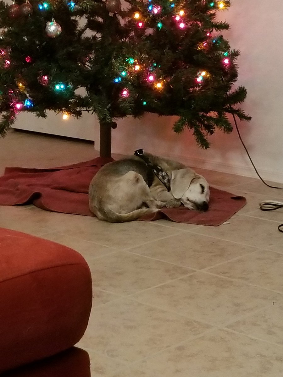 freetobeLaynie's tweet photo. @dog_rates #seniorpupsaturday BusterBeagle #Hes17 https://t.co/TLybACZt3z