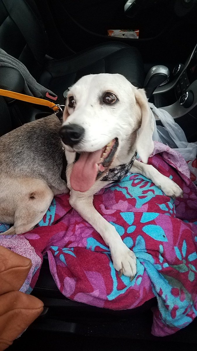 freetobeLaynie's tweet photo. @dog_rates #seniorpupsaturday BusterBeagle #Hes17 https://t.co/TLybACZt3z