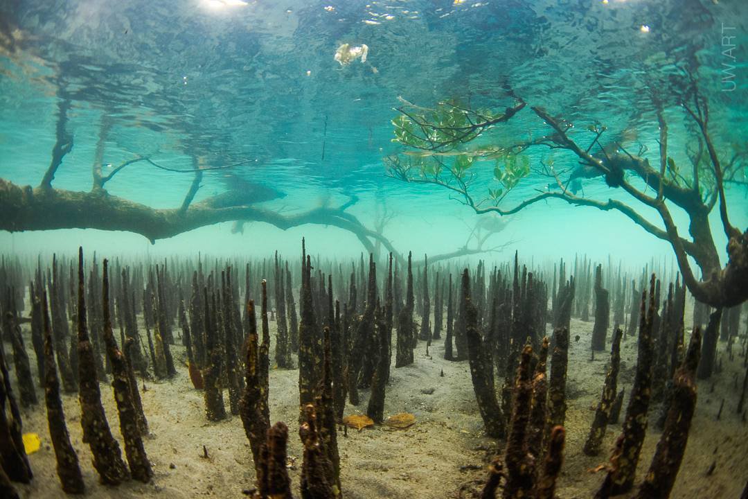 NaturelsWeird's tweet photo. The pneumatophores of a mangrove tree. These are vertical root projections that 'breathe' air when the tide is low. https://t.co/43VBkRhAFP
