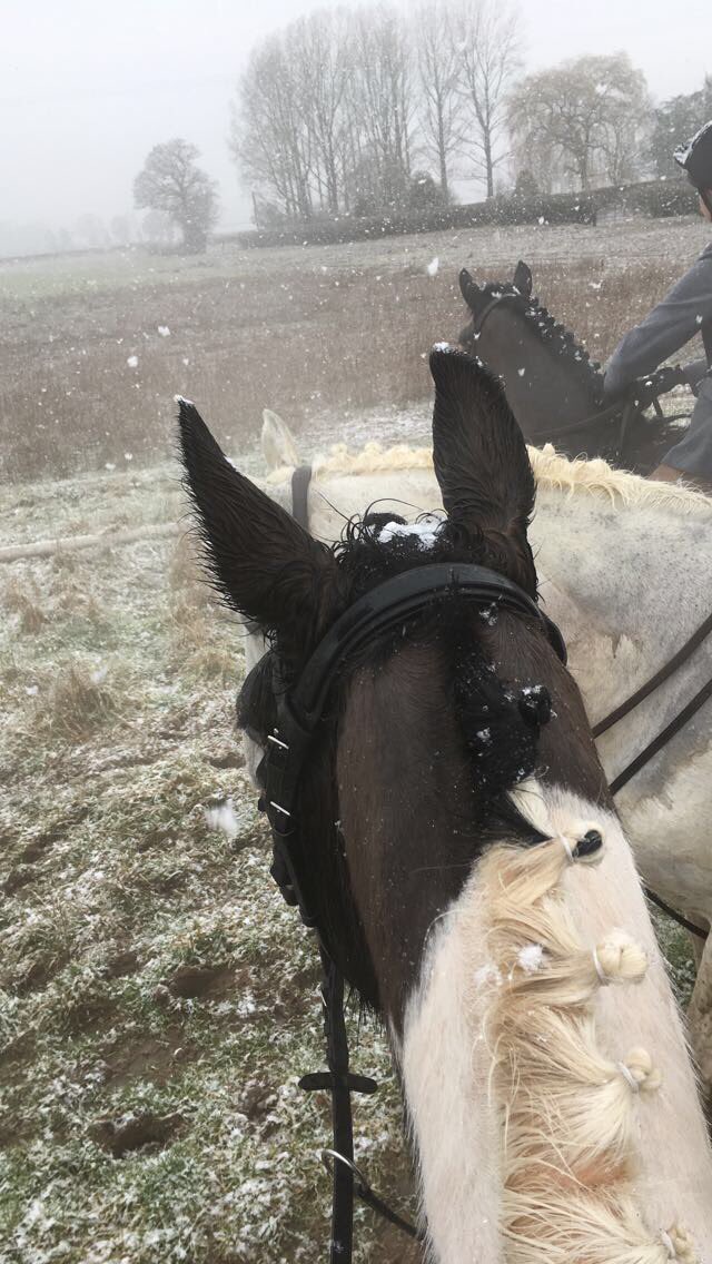 Fleurkeeley82's tweet photo. Nothing like a bit of snow to highlight quite how beige your coloured pony is ๐ #huntingfun #bloodychilly https://t.co/bnasMGZ8vY