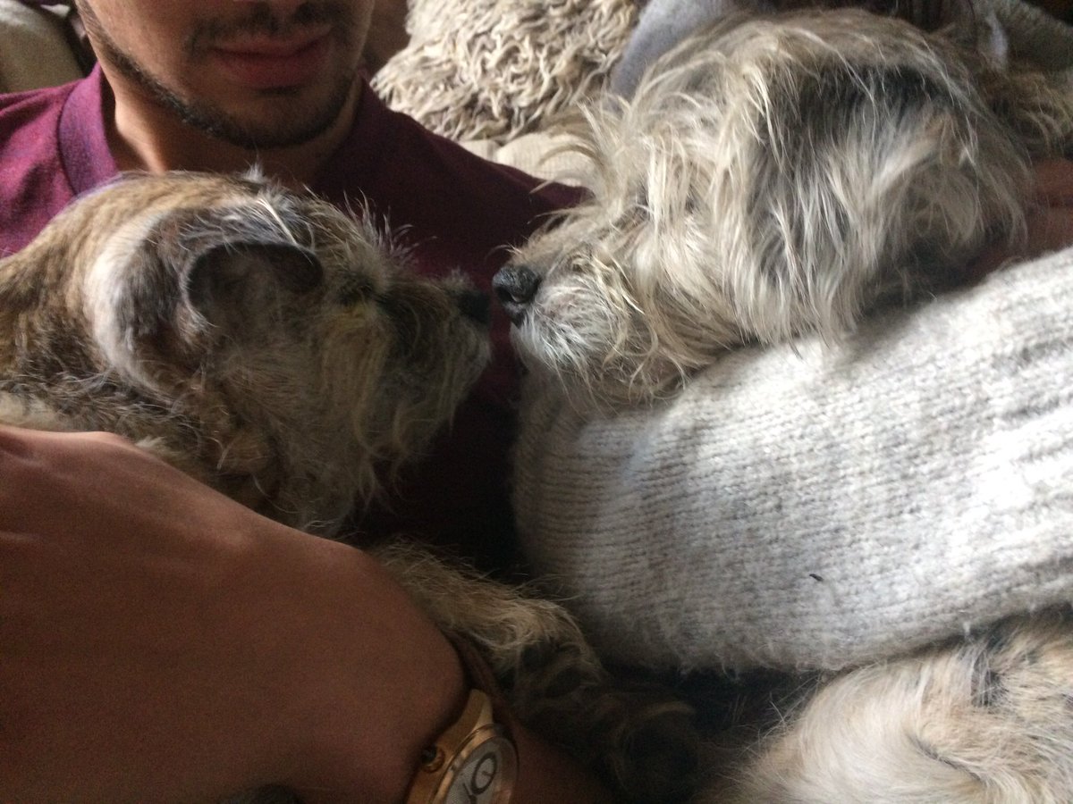 Heartbroken to report that darling Bean went Over The Rainbow Bridge last Tuesday. She would never have won Crufts but was the champion of our hearts. RIP little one xxx Much missed by her side-kick Hovis x 🌈 💔