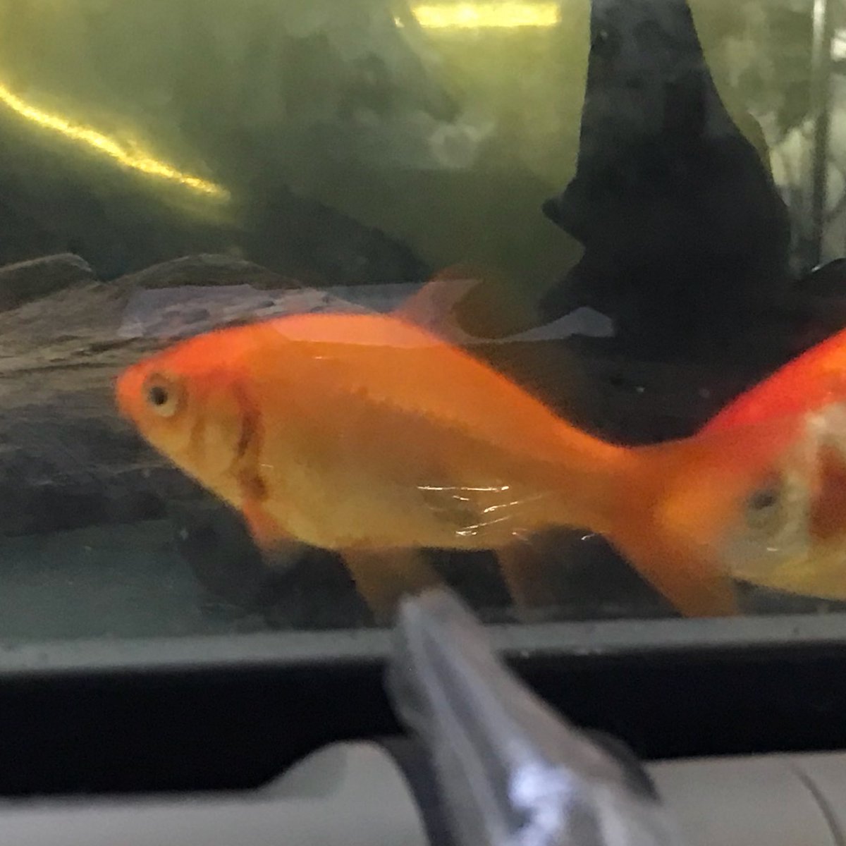 癒乃 さえり A Twitter なんか金魚すくいで 掬った この金魚さんが 大きくなる上に体高が 凄いことになってきたw 癒乃 さえり A Twitter なんか金魚すくいで 掬った この金魚さんが 大きくなる上に体高が 凄いことになってきたw