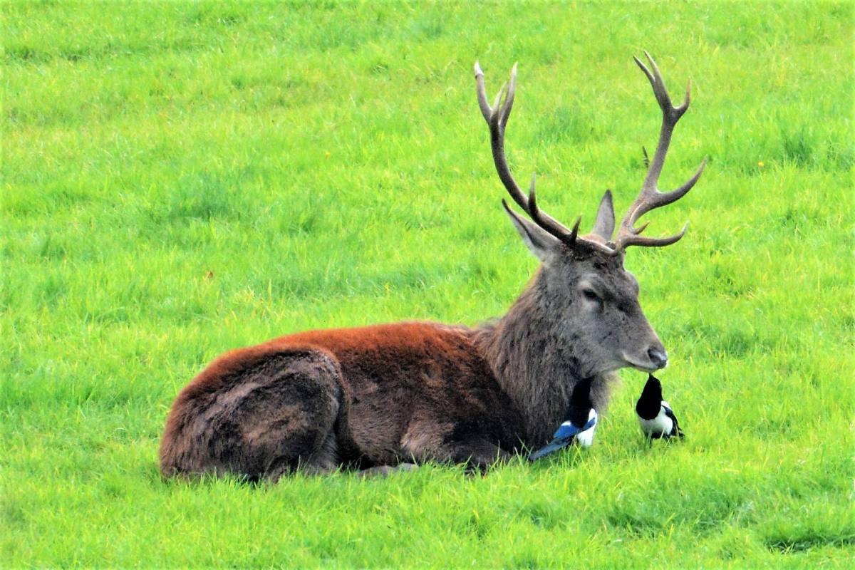 TheBestofExmoor's tweet image. #Exmoor is beautiful whatever the weather! The place, nature and the animals, all are beautiful! ❤
(Image from exmoor4all.com) bit.ly/2mjKFvs #devon #somerset