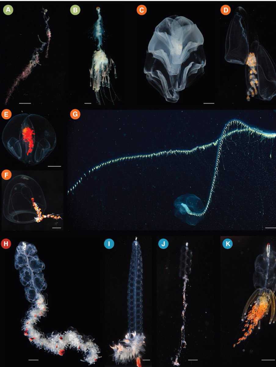 Planaria1's tweet photo. Siphonophores!!!!

Beautiful and rigorous work, @CatMunro_ Congratulations!

https://t.co/Q8LkyZUVe3 https://t.co/nh3Ddpejsy