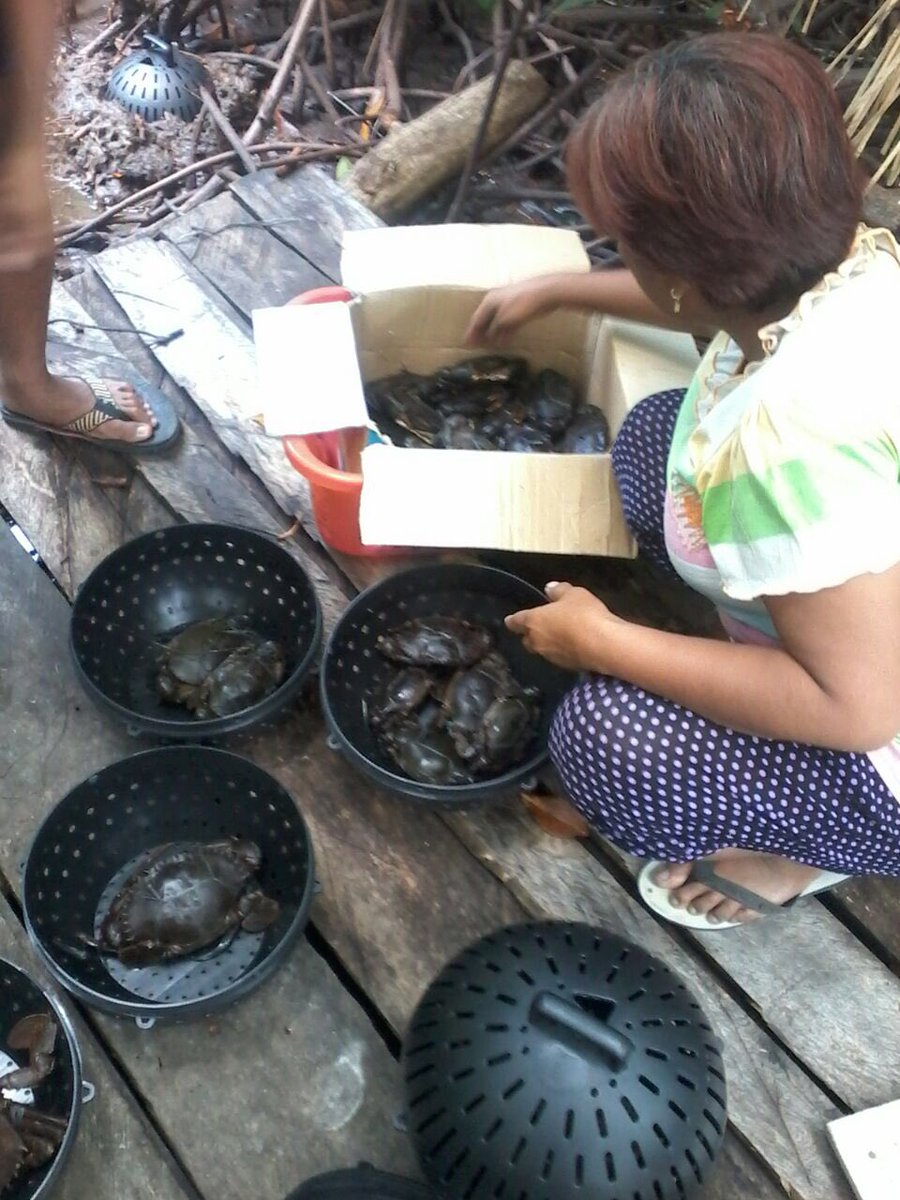 mFish Indonesia (@mfish_id) on Twitter photo Helping coastal fishers with mangrove friendly Crab Farming <a href="/susipudjiastuti/">Susi Pudjiastuti</a> <a href="/FAOfish/">Fisheries & Aquaculture</a> Helping coastal fishers with mangrove friendly Crab Farming <a href="/susipudjiastuti/">Susi Pudjiastuti</a> <a href="/FAOfish/">Fisheries & Aquaculture</a>