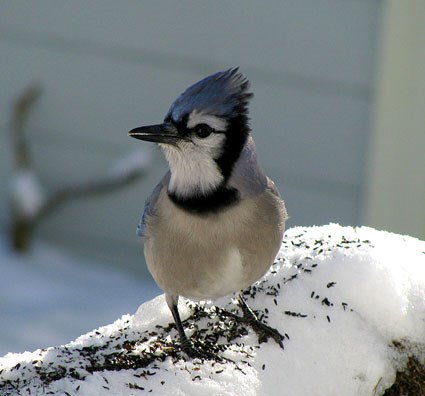 SunJay or blue Jay