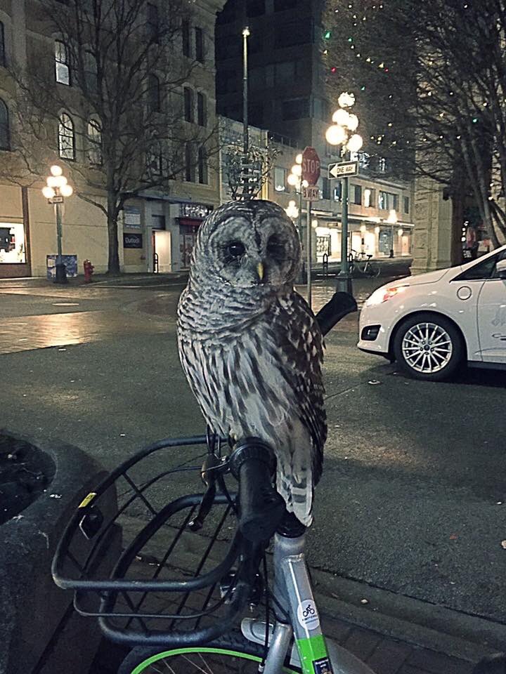 50ShadesofVan's tweet photo. When Victoria implemented bike-sharing, this is probably not what they had in mind. A friendly neighbourhood owl has been spotted all over downtown—photo taken this past Wednesday by Jessica Galpin. #ShareYourOwl @weathernetwork https://t.co/e43JN7Iy4S
