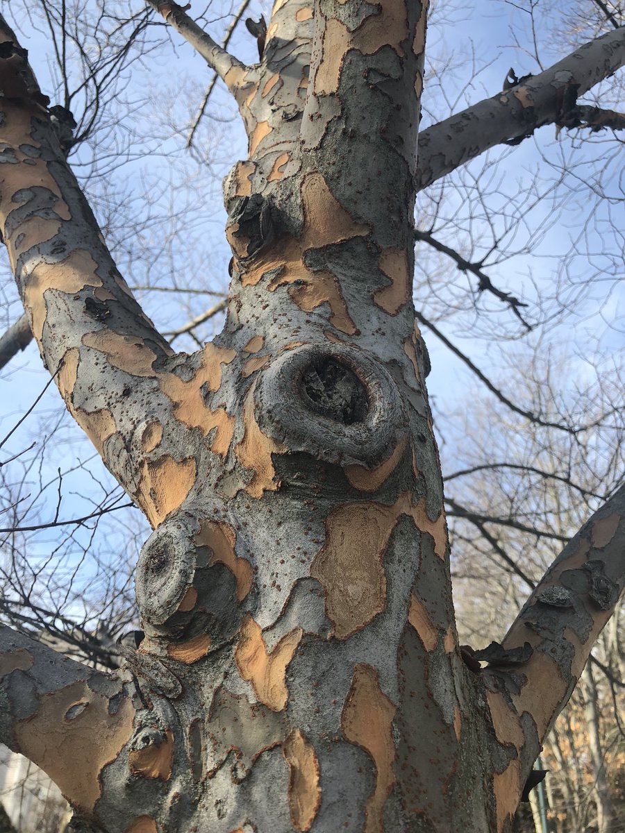 HQCreations's tweet photo. In love with this #treebark pattern and color! Anyone know what this is? #newenglandflora #treesinwinter #plantid #treeid #whatisthistree https://t.co/eCjW4F848D