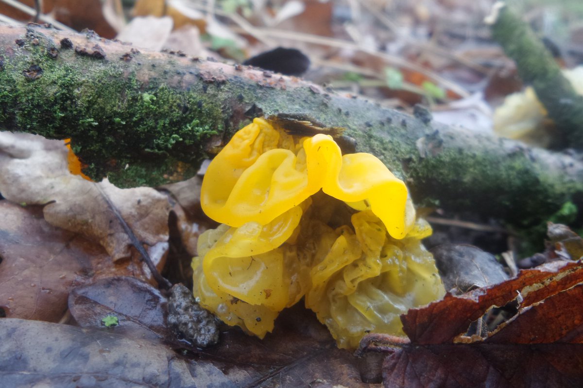 TwoTreesReserve's tweet photo. Tremella mesenterica - Yellow brain fungus and Expedia nucleata - Crystal brain fungus... 

It's amazing what life there is under your feet #lifeintheundergrowth https://t.co/ukXk1rYcdg