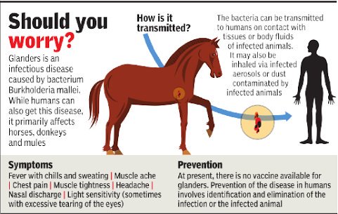 Haryana government has imposed restriction on entry of equines (horse, donkey, mule) from neighbouring states due to GLANDERS infection. Veterinary surgeons have been asked to check for infection in equines at horse riding schools and stud farms in Gurugram.