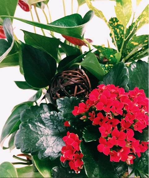 Take home one of these awe inspiring garden baskets.  They will fill your home with bright colours and a fresh fragrance that will transform your home into an oasis. #ottawawest #floraloasis