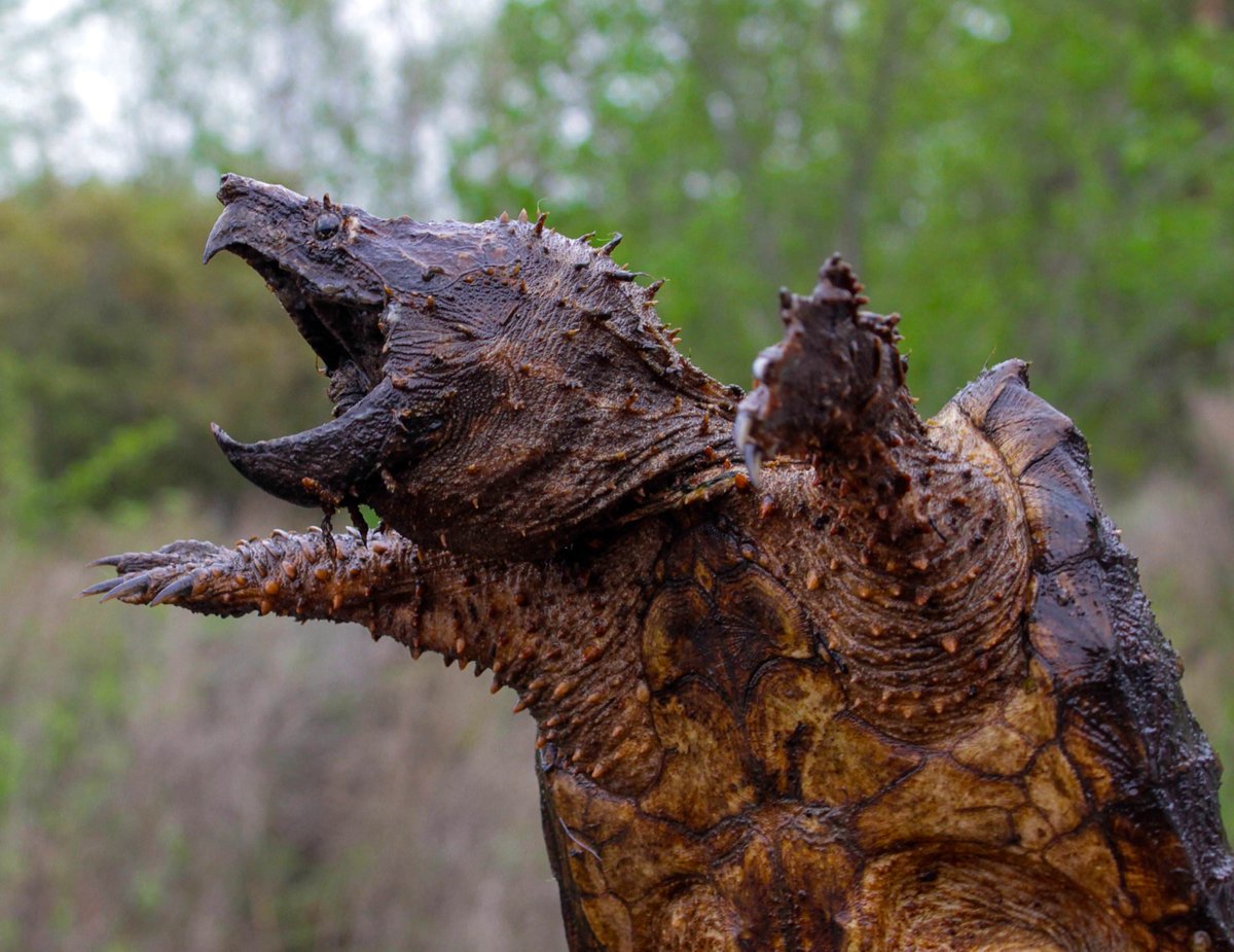 NaturesLit's tweet photo. Giant snapping turtle is 🔥 https://t.co/bgthEP45HJ