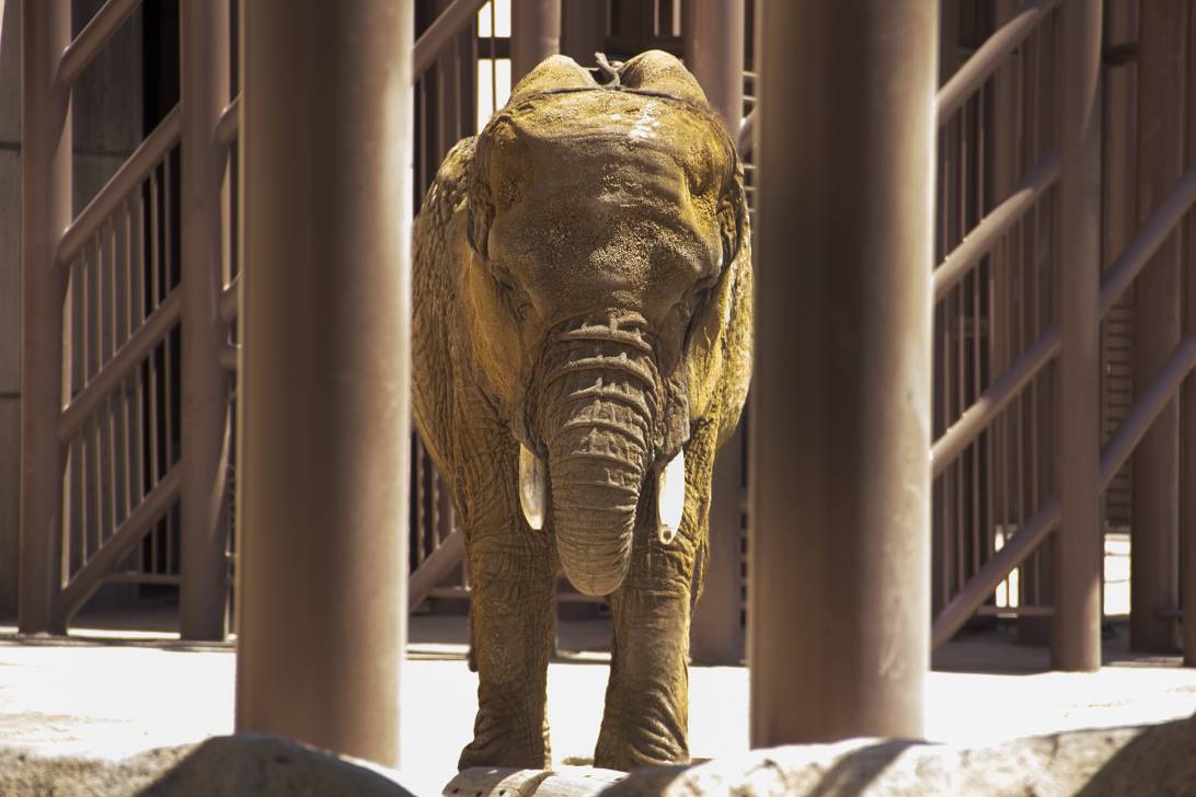 oneprotestinc's tweet image. Poor Ely is suffering in loneliness, on top of a number of physical conditions due to improper housing and neglect. Please sign to get her freedom from the prison that is the #AragonZoo. change.org/p/save-ely-the… #FreeEly #elephant #endcaptivity