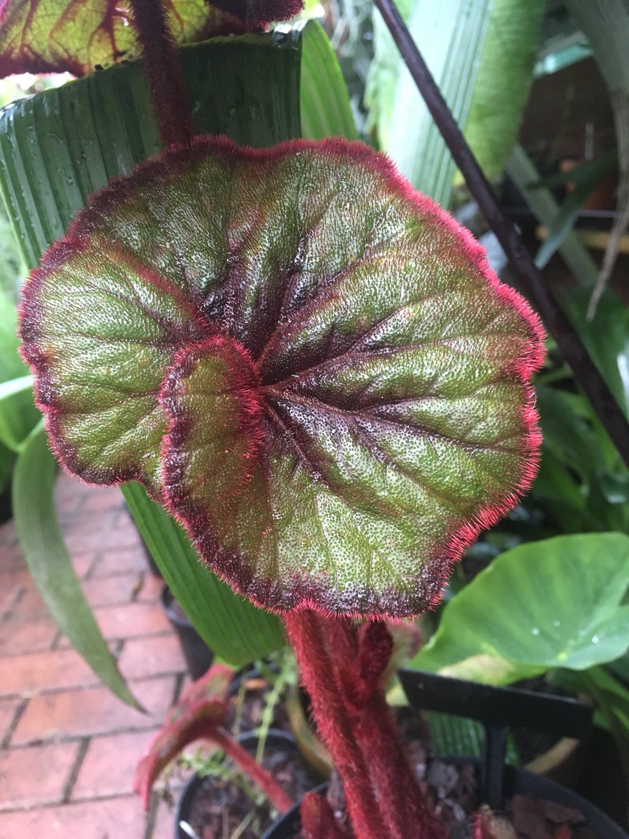 MikesRarePlants's tweet image. Photos taken today in our heated greenhouse 
Of the most photogenic Begonia I grow 
Begonia curly fireflush 
 To me it’s a supermodel of the Begonia world 
simply stunning 😁🌱
