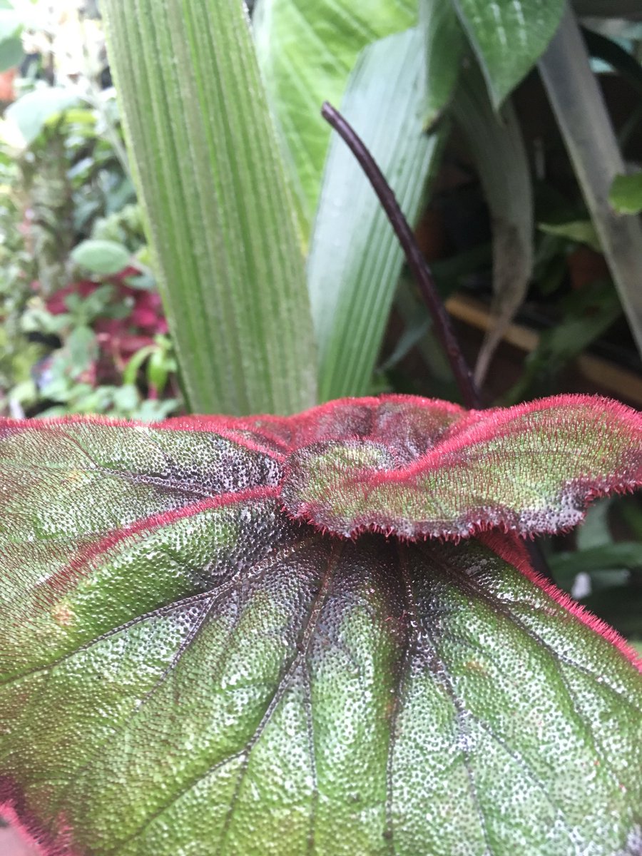 MikesRarePlants's tweet image. Photos taken today in our heated greenhouse 
Of the most photogenic Begonia I grow 
Begonia curly fireflush 
 To me it’s a supermodel of the Begonia world 
simply stunning 😁🌱
