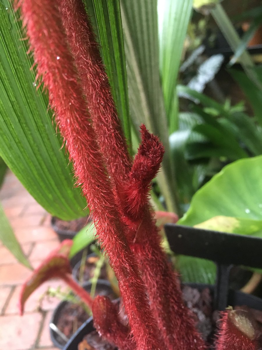 MikesRarePlants's tweet image. Photos taken today in our heated greenhouse 
Of the most photogenic Begonia I grow 
Begonia curly fireflush 
 To me it’s a supermodel of the Begonia world 
simply stunning 😁🌱