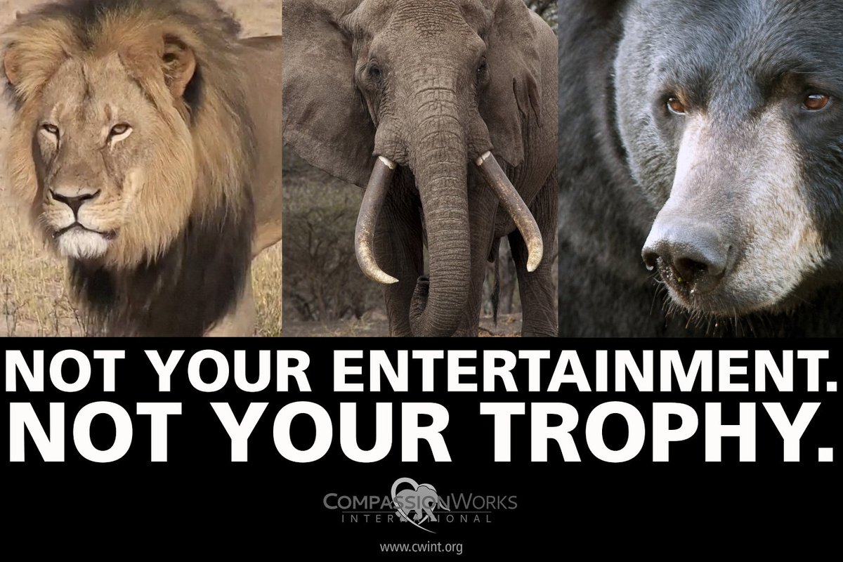 W4W_Global's tweet image. Worldwide Rally AGAINST #TrophyHunting: February 3, 2018. 
Full Details @ cwint.org/rallyforcecil 

Share If You Care!
