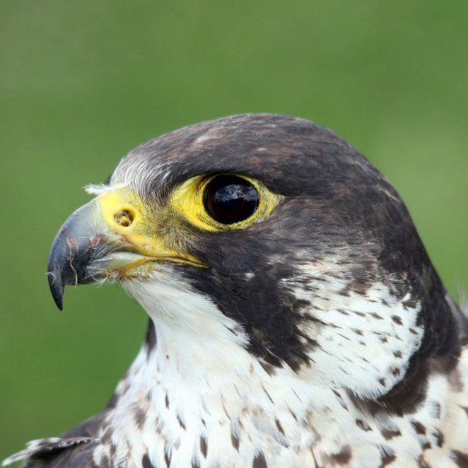 Lipu Onlus On Twitter Chi Ama Davvero Gli Animali è