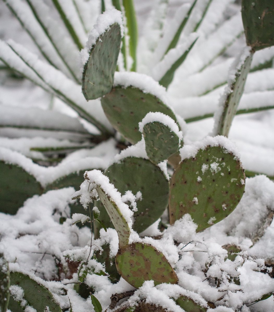 CHgardenclub's tweet photo. As the snow melts, here’s a stunning reminder. Intrepid Chapel Hill Garden club photographer @attykat braved the snow to visit The Coker Arboretum at UNC, which will feature on the April 28-29 #CHgardentour - https://t.co/rM9sQhjjGW https://t.co/C8BTxNMJz3