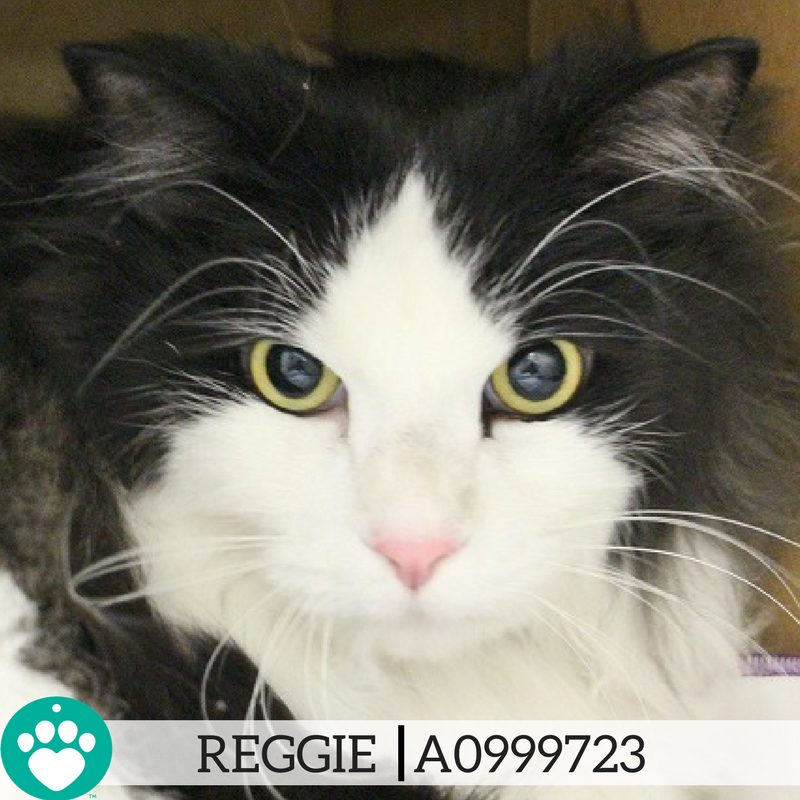 animalfndlv's tweet photo. Reggie is a young boy suddenly left without a home. His furry black and white coat, and resemblance to the beloved Cat in the Hat, make him easy to love. Tap the link to meet Reggie today! https://t.co/iNdJCSJSp6 #animalfoundation #adoptnotshop #caturday https://t.co/GHibUwMaTp