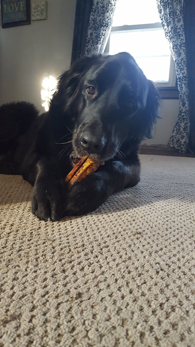 VDub0143's tweet photo. Eating my birthday bone 🍖🎁🎈. Today I'm six! Later I get cake and ice cream 🍰🍧#Newfoundland #newfie #retriever #birthday #bone #HappyBirthday #DogsOfTwitter https://t.co/mrfrC7cDmI