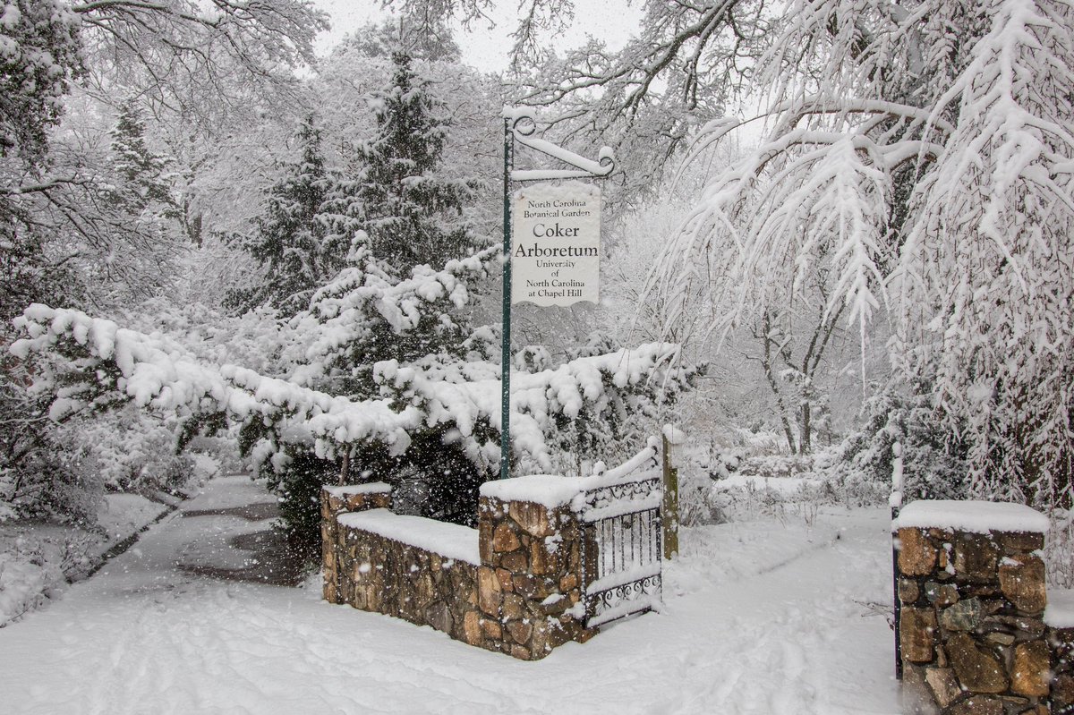 CHgardenclub's tweet photo. Here’s a few more shots of intrepid Chapel Hill Garden Club photographer @attykat’s trip in the snow to visit The Coker Arboretum at UNC, which will feature on the April 28-29 #CHgardentour - https://t.co/h0hWV4J9qL… https://t.co/zfDpL2Bml0