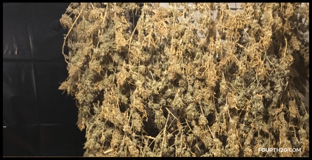 thefourth20's tweet image. Marijuana Booster: A Miracle in Marijuana Cultivation fourth20.com/marijuana-boos…