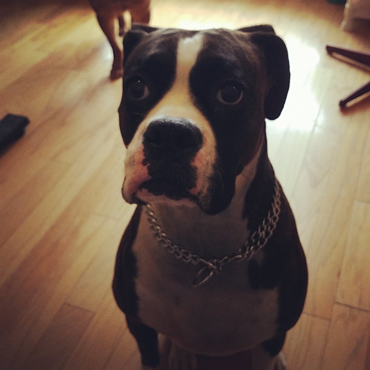 srbbilly's tweet image. Good afternoon y'all from Nola.  #Boxers #mydog #saturdaysinflorida