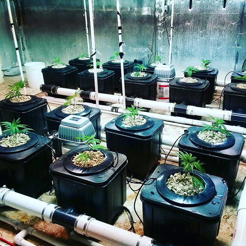 slucketbuckets's tweet image. #Posiflow by #Slucket
 
Available at:
SlucketBuckets.com 
 
#mmj #mmmp #hightimes #weedporn #hydro #flower #indoor #nofilter #highlife #weshouldsmoke #cannabis #marijuana #rosin #wax #dabs #topshelf #ganja #shatter #cannabiscommunity
 
Customer photo: instagram.com/growshopgirl