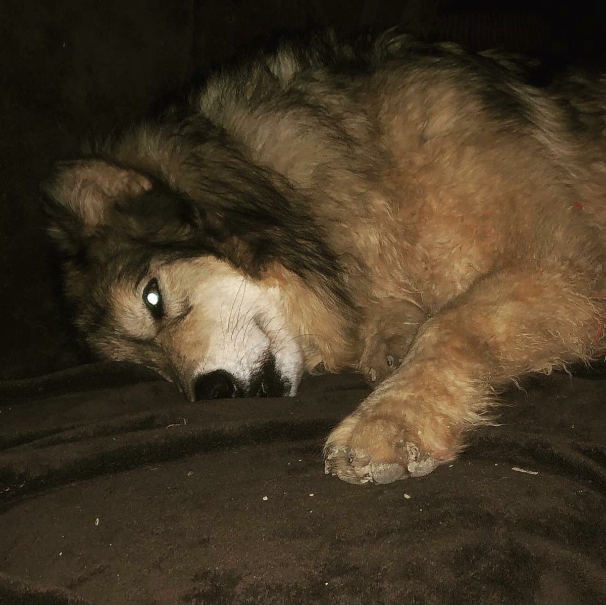 This little baby sleeps with her eyes open....always. Even when she’s on a soft warm couch, she watches.