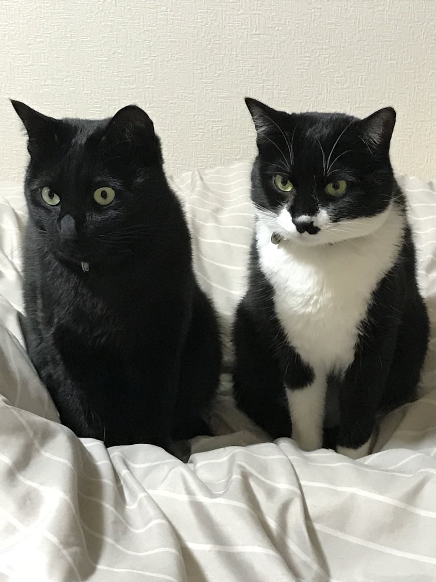 namupoke76's tweet photo. 浮上してなかった間に、にゃんこがもう1匹増えました。前からいたきょうだいより一歳上の女の子、ゆきちゃんです https://t.co/h3EheiGrsS