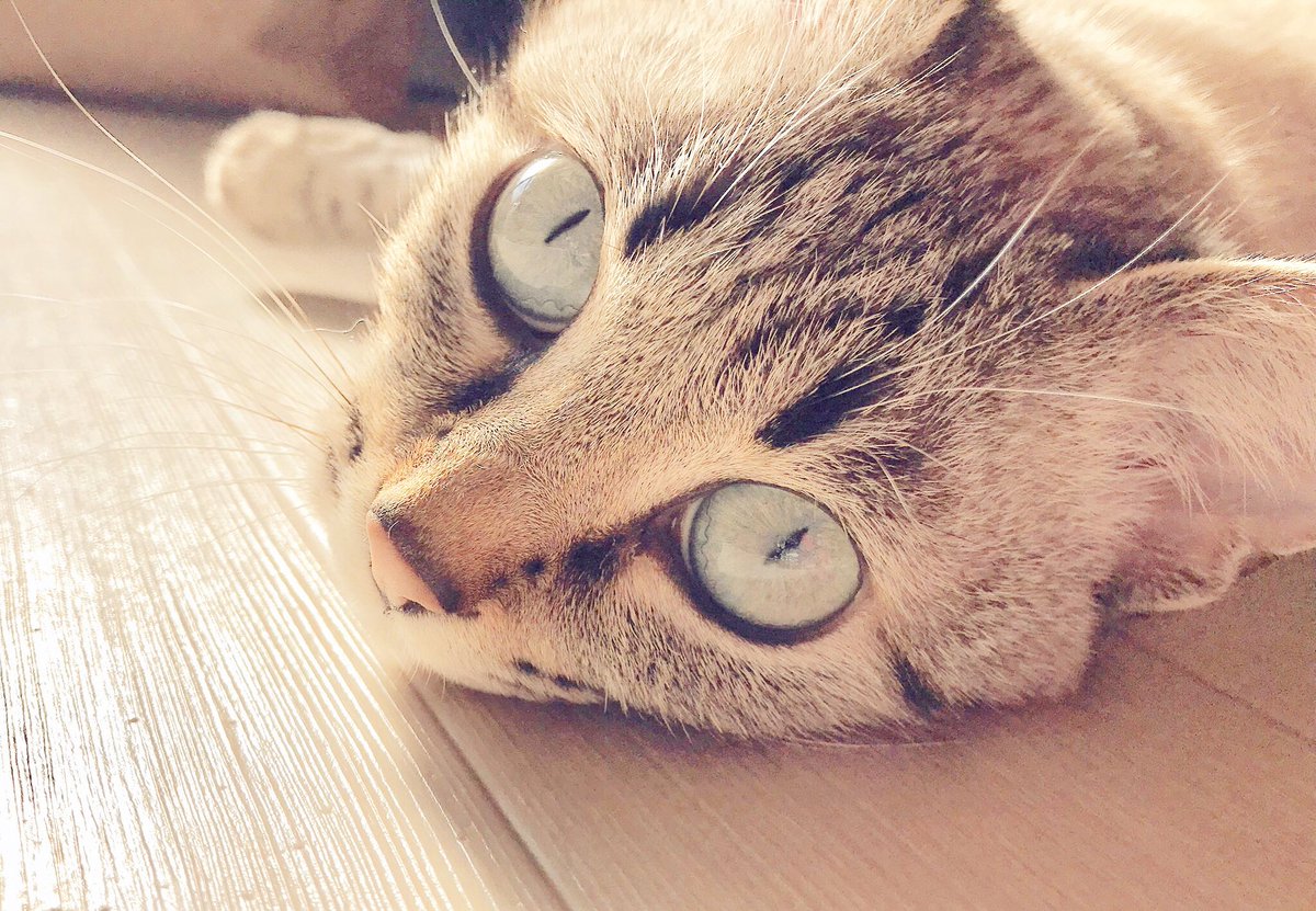 namupoke76's tweet photo. 浮上してなかった間に、にゃんこがもう1匹増えました。前からいたきょうだいより一歳上の女の子、ゆきちゃんです https://t.co/h3EheiGrsS