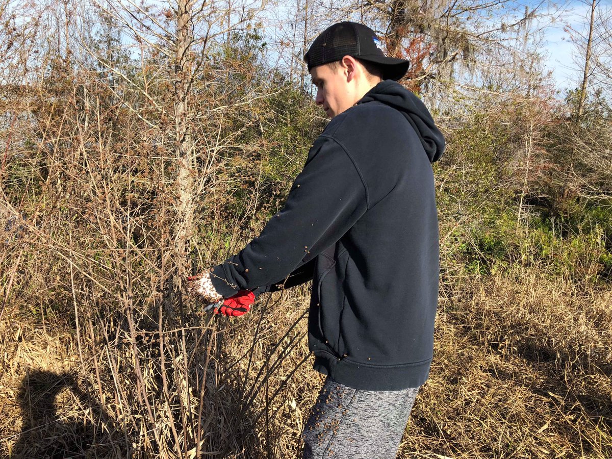 vucfenvironment's tweet image. Thank you to all our volunteers for helping remove invasive Tall Tails and Caesar Weeds from Eagles Roost Park!
