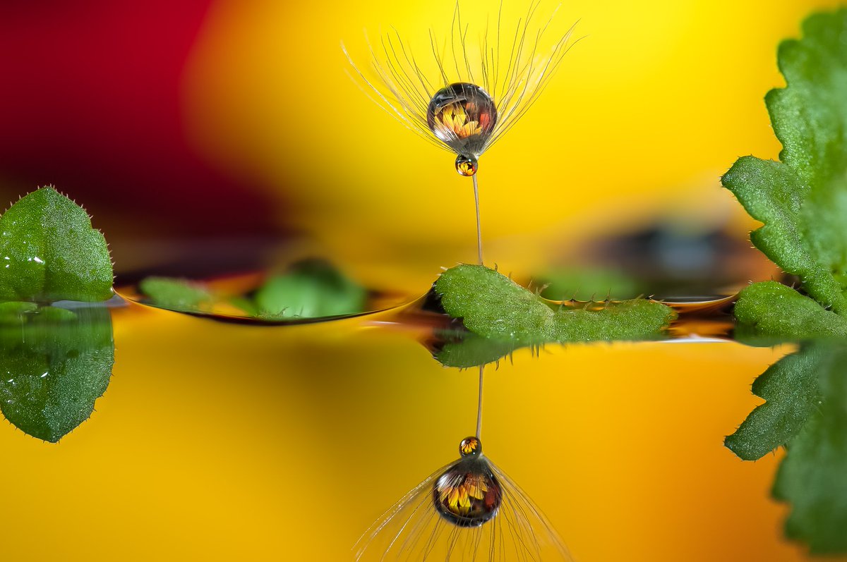 Mario_Nicorelli's tweet photo. #nikonitalia #liquid #macro_spotlight #water #nikontop #topshop #life #fotoclubcentrostile  #gocce #domiad #topselection #topselects #professionalphotographer #mylife #miavita #colores #treviso #oderzo #nphotography #drops #flowers #nikonclubitalia  #domiadphotonetwork #Nikon https://t.co/wLwIIrZlTj
