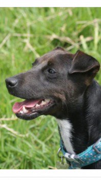 millypod1's tweet photo. 🆘PIP #Lost #ScanMe Patterdale Terrier Female
Was Wearing blue collar & harness pictured
#Tittesworth nr #Meerbrook #Leek #Staffordshire #Staffs #ST13 https://t.co/Y5jp1K2fp4 https://t.co/eJby5FGR7I