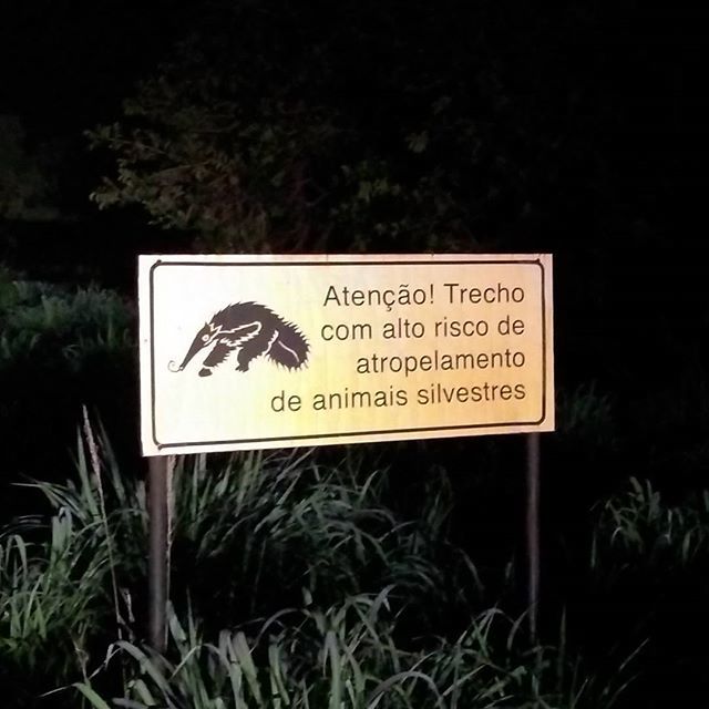 institutojurumi's tweet photo. ⚠️ Atenção!
Atropelamentos são uma das ameaças a vida silvestre! Cuidado! 🌎
⚠️ Pay attention! Roadkills are one of the threats to wildlife. Caution! 🌎
#estradas #ecologia #roadkill #wildlife #nature #natureza #ecology #bioinfra #Brasil 🇧🇷 https://t.co/jELxbBJGDc