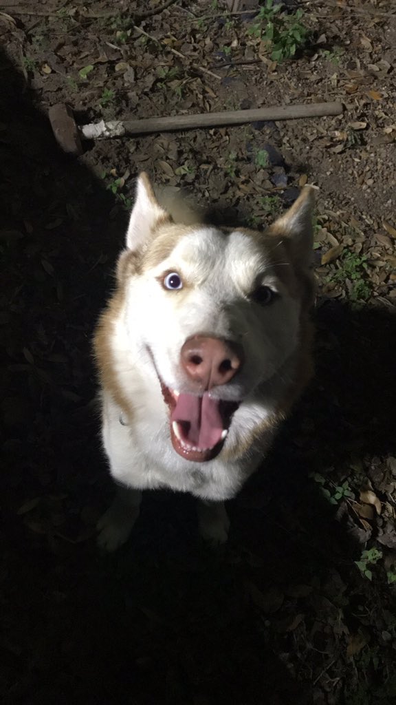SilverRay3's tweet photo. Please help me bring my son back home. I let him out to go to the restroom the other afternoon and he never came back. I believe someone might have picked him up. I just want him back no questions asked. Please share and let me know if you see him around the Edinburg, TX area. 💔 https://t.co/0clbmbq2tW